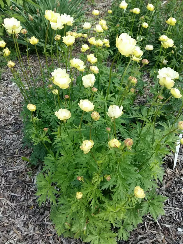 Tarhakullero New Moon - Perennat - 6417481280434 - 1