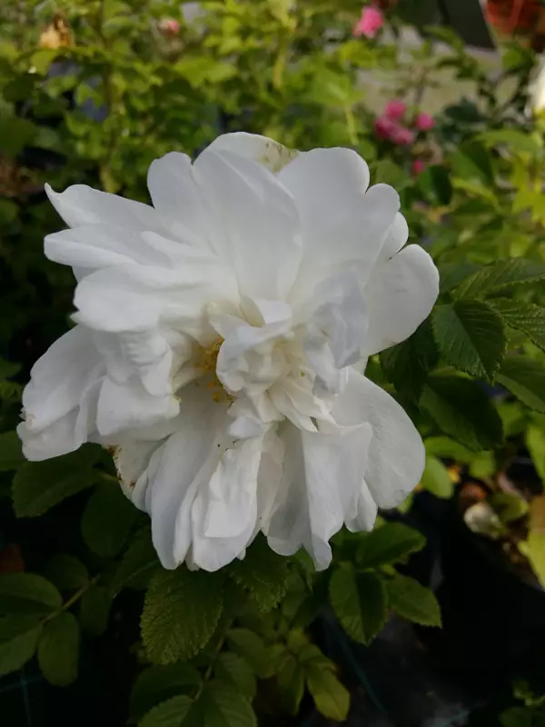 Tarhakurtturuusu Blanc Double de Coubert - Pensasruusut - AB10010010164 - 1