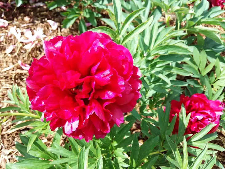 Tarhapioni Rubra Plena - Pionit - 6430029531614 - 1