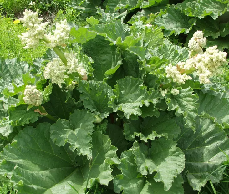 Tarharaparperi - Perennat - 6417481113114 - 1