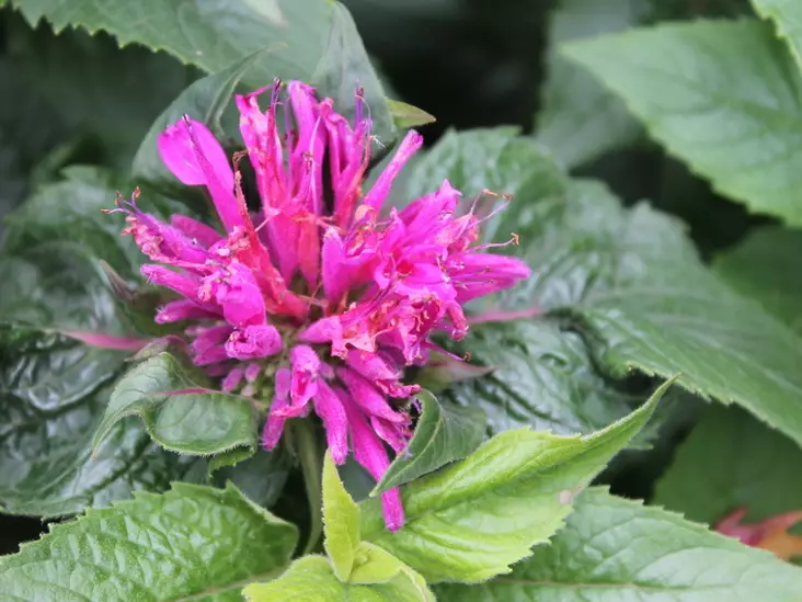 Tarhaväriminttu Petite Delight - Perennat - 6417481280854 - 1