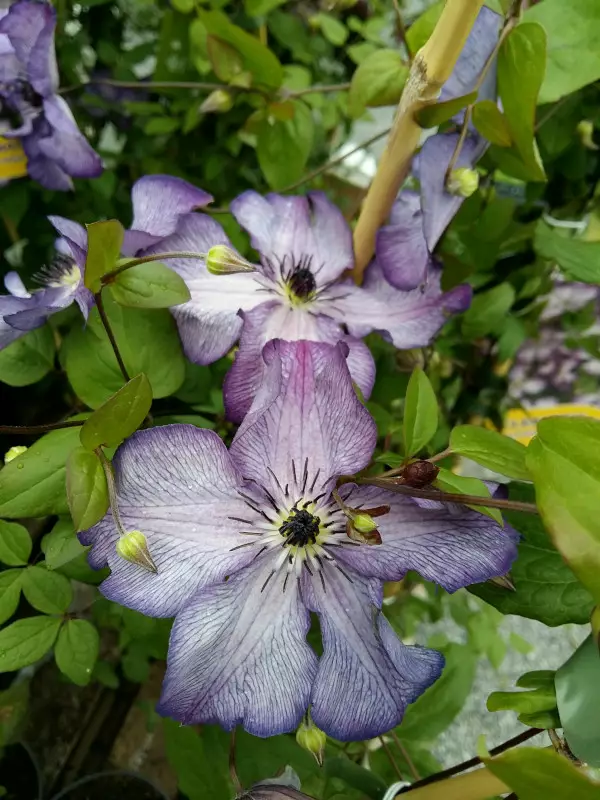 Tarhaviinikärhö Super Nova - Clematikset - AB10010010604 - 1