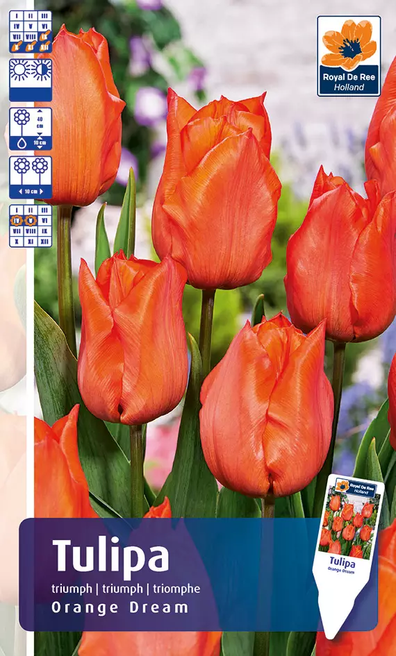 Tulppaani `Orange Dream` - Tulppaanit - AB10010011204 - 1