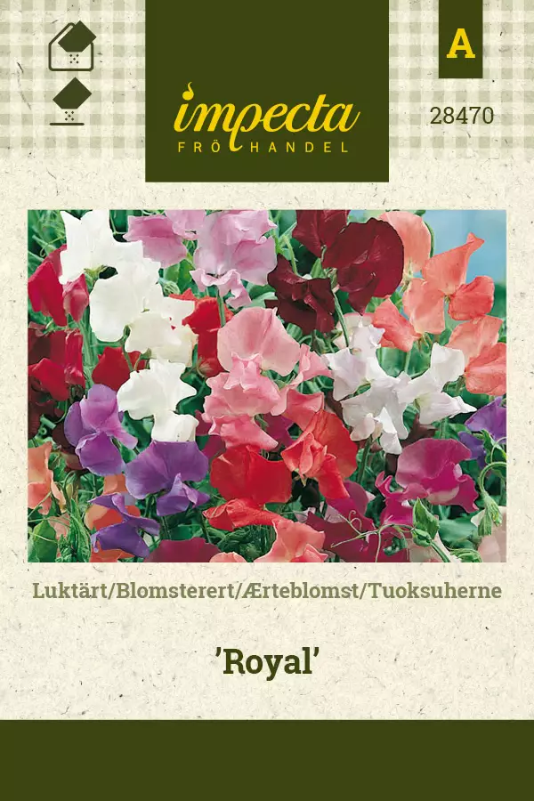 Tuoksuherne siemen - Annossiemenet - 7332756284704 - 1