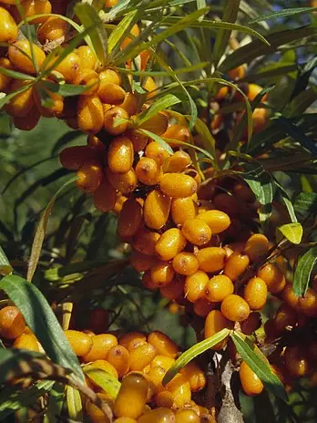 Tyrni Tytti - Muut marjakasvit - 3940535354384 - 1