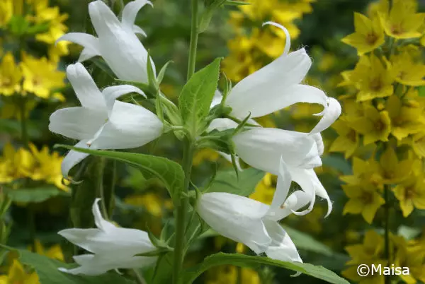 Ukonkello Alba - Perennat - AB10010010224 - 1