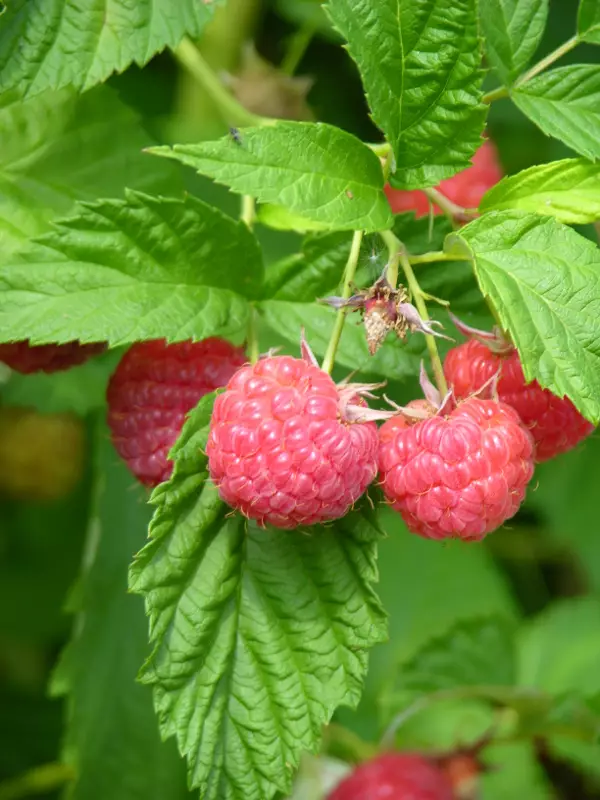 Vadelma Maurin Makea - Vadelmat - 3940535383834 - 1