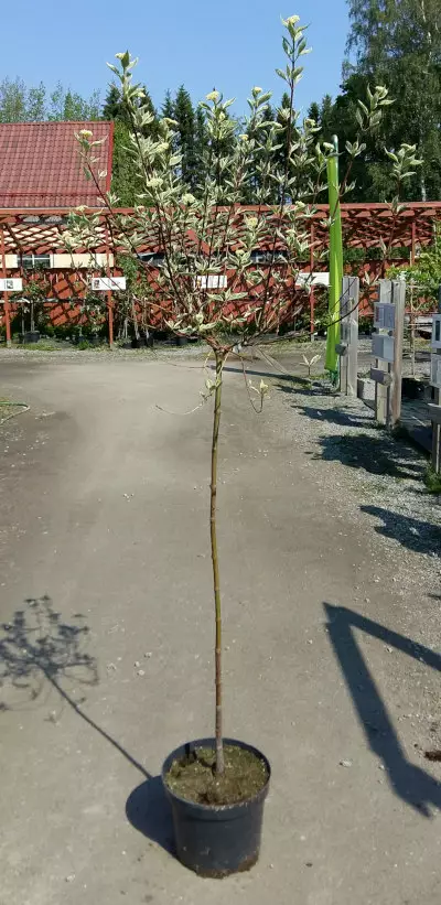 Valkokirjokanukka runko 120 - Pikkupuut / rungolliset pensaat - AB10010010404 - 1