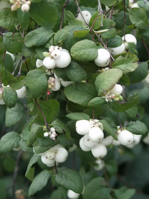 Valkolumimarja - Astiataimet - 3940523715814 - 1