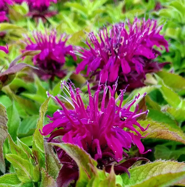 Punaväriminttu Balmy Purple Red - Perennat - 6430019384664 - 1