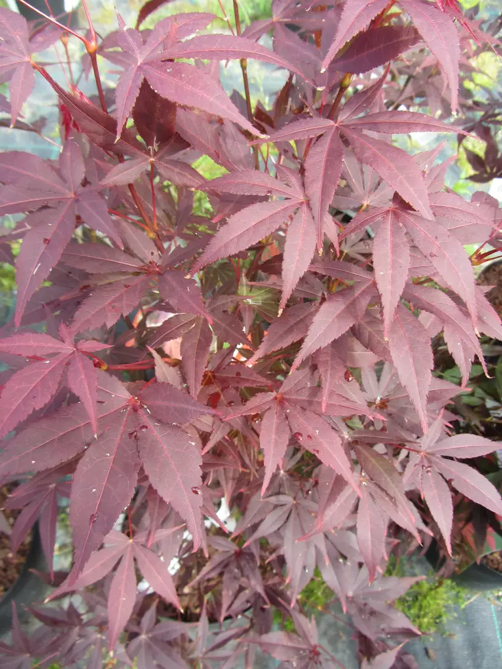 Verijapaninvaahtera Atropurpureum - Astiataimet - AB10010011414 - 1