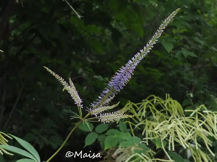 Virginiantädykkö - Perennat - AB10010011634 - 1