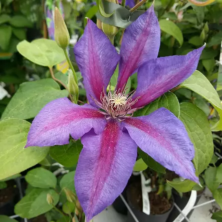 Loistokärhö Mrs N. Thompson - Clematikset - AB10010011315 - 1