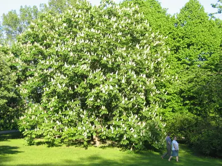 Balkaninhevoskastanja 100-150 - Lehtipuut - AB10010010185 - 1