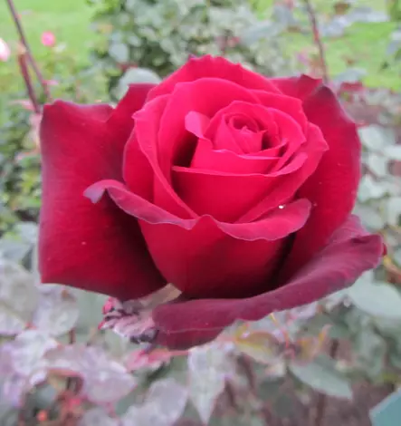 Barkarole Tantop Royal - Ryhmäruusut - 4015319904105 - 1