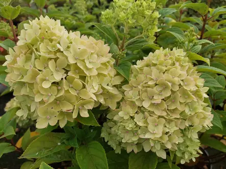 Japaninhortensia Groudbreaker®Greeny - Astiataimet - AB10010012095 - 1
