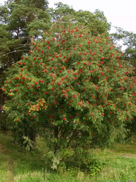 Kotipihlaja - Lehtipuut - AB10010011925 - 1