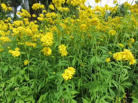 Kultapallo Goldquelle - Perennat - 6430019381885 - 1