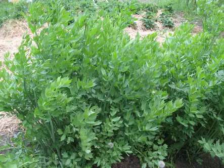 Lipsikka - Perennat - AB10010012505 - 1