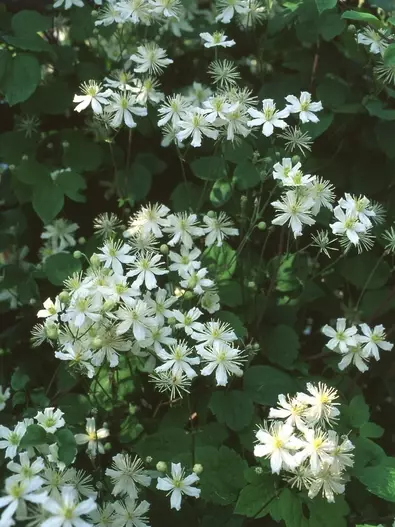 Lumikärhö Paul Farges - Clematikset - 3940535254585 - 1