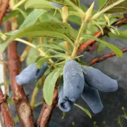 Makeasinikuusama Sinoglaska - Muut marjakasvit - AB10010010835 - 1