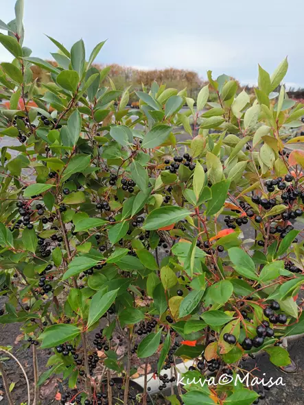 Musta-aronia Hugin - Muut marjakasvit - AB10010012615 - 2