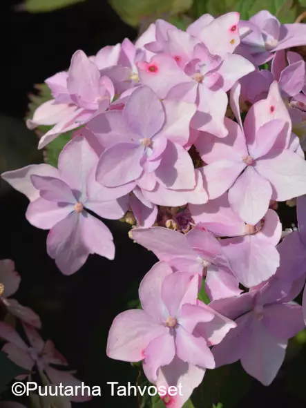 Safiirihortensia FLAIR & FLAVOURS® PINK SWEETHEARTS - Astiataimet - 6417189212225 - 1