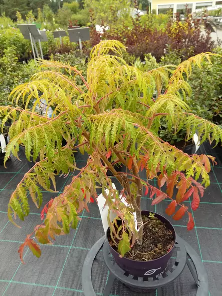 Samettisumakki Tiger Eyes - Astiataimet - 3940523685315 - 1