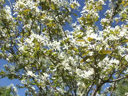 Sirotuomipihlaja - Astiataimet - 3940516106025 - 1