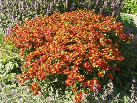 Syyshohdekukka Rubinzwerg - Perennat - 6417481280045 - 1