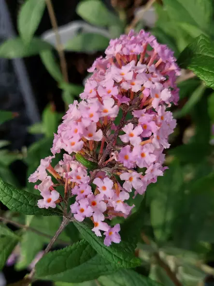 Syyssyrikkä Pink Delight - Astiataimet - AB10010011075 - 1