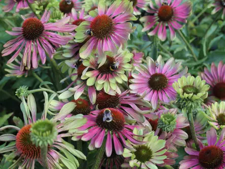 Tarhapunahattu Green Twister - Perennat - 6418362101145 - 1