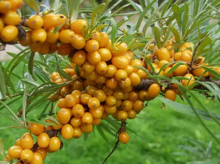 Tyrni Terhi - Muut marjakasvit - 3940535355015 - 1