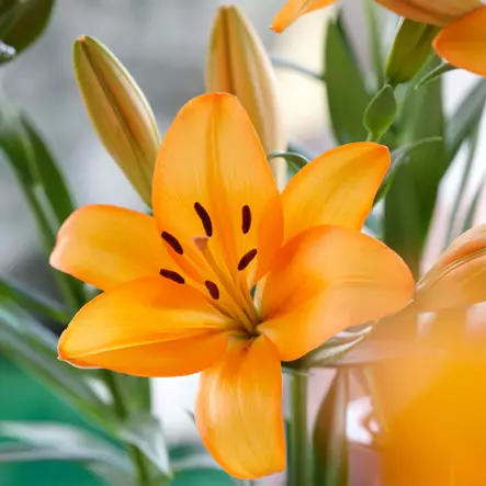 Värililja oranssi - Liljat - AB10010011035 - 1