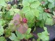 Jalomaarain Beata/ Sofia - Perennat - 6417481278875 - 1