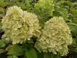Japaninhortensia Groudbreaker®Greeny - Astiataimet - AB10010012095 - 1
