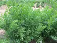 Lipsikka - Perennat - AB10010012505 - 1