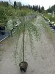 Riippapunapaju Pendula runko 120cm - Riippapuut - 205 - 1
