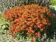 Syyshohdekukka Rubinzwerg - Perennat - 6417481280045 - 1
