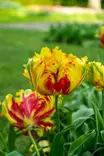 Tulppaani `Texas Flame` - Tulppaanit - AB10010011865 - 1