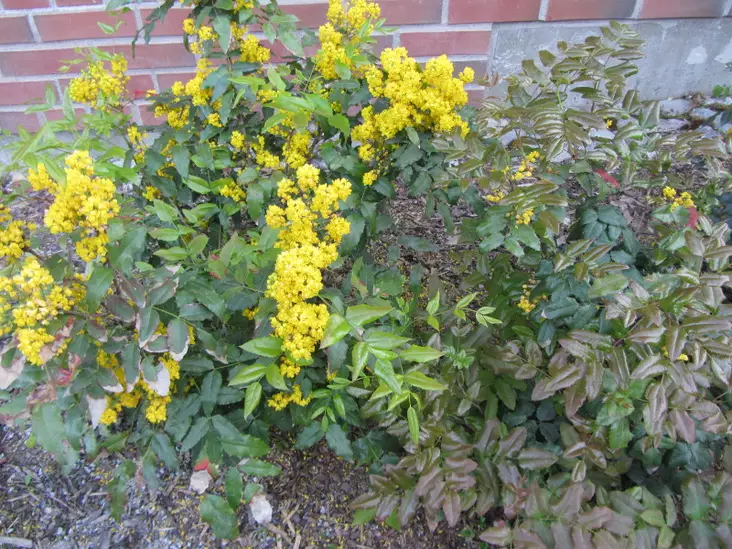Mahonia Apollo - Astiataimet - AB10010010605 - 1
