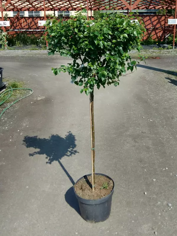 Pallokoivu Magical Globe - Pikkupuut / rungolliset pensaat - AB10010011885 - 1