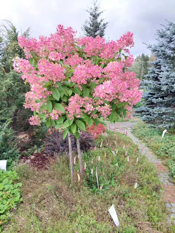 Japaninhortensia Wim's Red rungollinen - Pikkupuut / rungolliset pensaat - AB10010011905 - 1