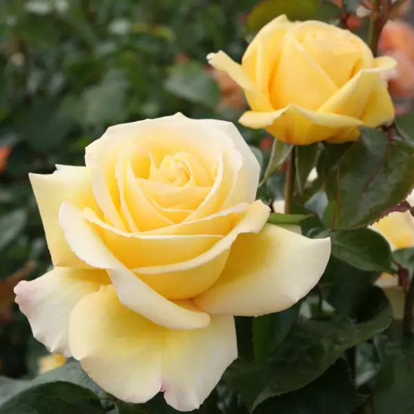 Avec Amour Tantop Royal - Ryhmäruusut - AB10010012155 - 1