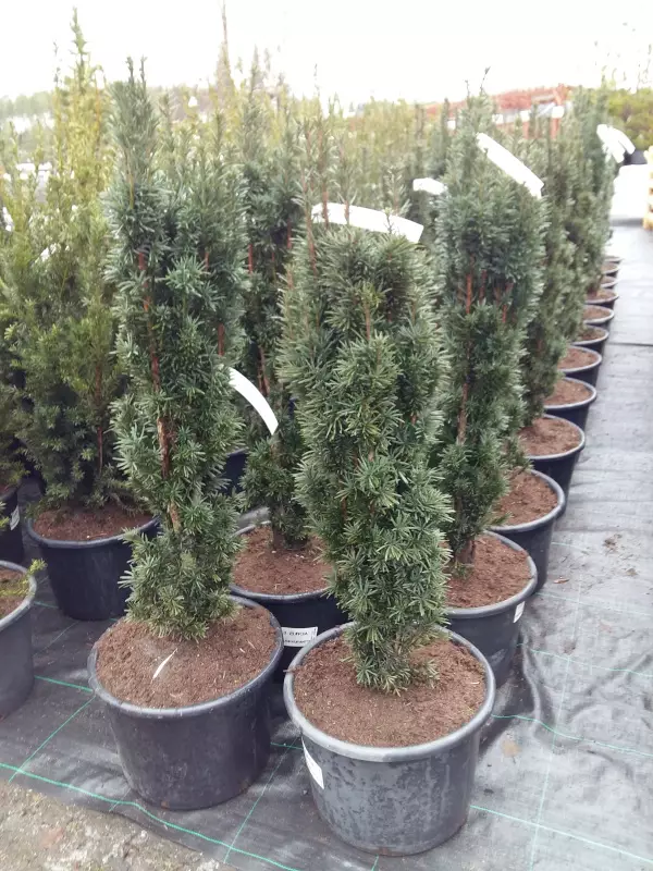 Pylväsmarjakuusi Fastigiata Robusta - Marjakuuset - AB10010012235 - 1