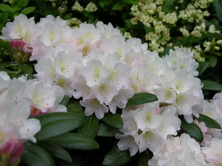 Alppiruusu Kullervo FinE 20-30 cm - Alppiruusut - 3946384768655 - 1