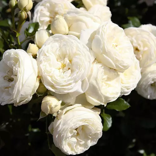 Artemis Tantop Royal - Ryhmäruusut - 4015319921195 - 1