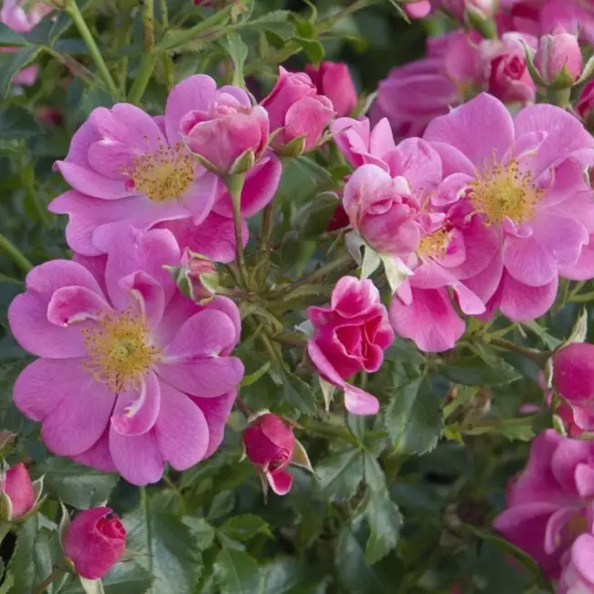 Bienenweide Rosa Tantop Royal - Ryhmäruusut - 4015319907045 - 1