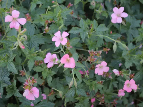 Espanjankurjenpolvi Wargrave Pink - Perennat - 6417481276345 - 1