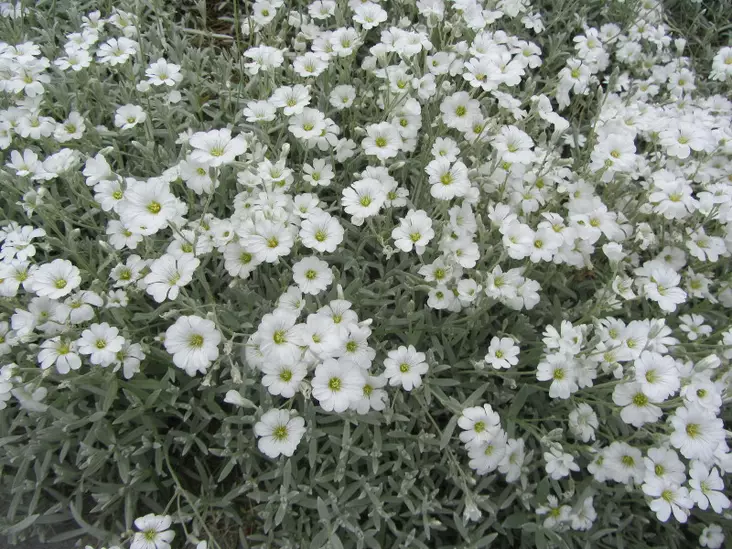 Hopeahärkki - Perennat - 6430019380505 - 1